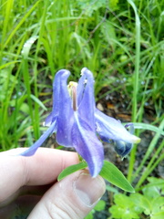 Aquilegia vulgaris