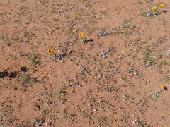 Wahlenbergia acaulis