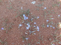 Wahlenbergia acaulis