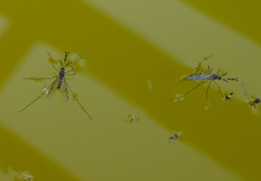 Culiseta incidens