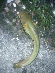 South China Catfish photo 4