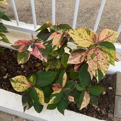 Acalypha wilkesiana