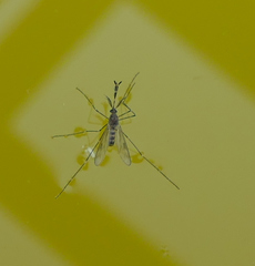 Culiseta incidens