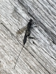 Xorides stigmapterus