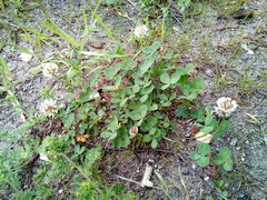 Trifolium repens