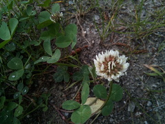 Trifolium repens