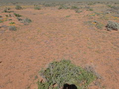 Wahlenbergia acaulis