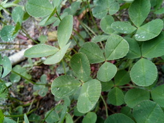 Trifolium repens