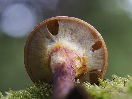 Larch Bolete
