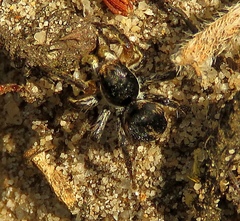 Aelurillus v-insignitus