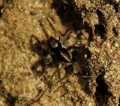 Aelurillus v-insignitus