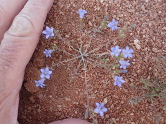 Wahlenbergia acaulis