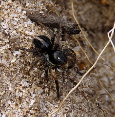 Aelurillus v-insignitus