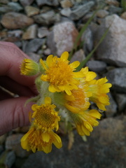 Tephroseris palustris