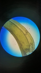 Cinclidotus fontinaloides