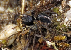 Aelurillus v-insignitus