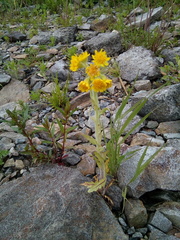 Tephroseris palustris