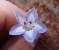 Wahlenbergia acaulis