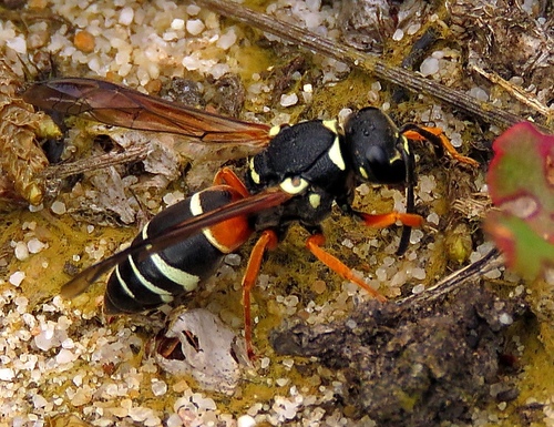 Purbeck Mason Wasp