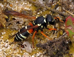 Pseudepipona herrichii