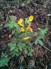 Chamaecytisus ruthenicus