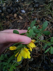 Chamaecytisus ruthenicus