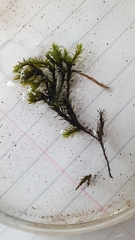 Cinclidotus fontinaloides