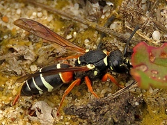 Pseudepipona herrichii