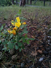 Chamaecytisus ruthenicus