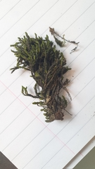 Cinclidotus fontinaloides