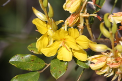Labichea buettneriana