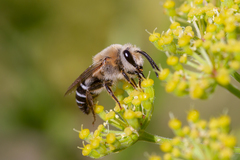 Colletes dimidiatus