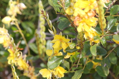 Labichea buettneriana