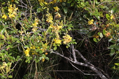 Labichea buettneriana