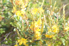 Labichea buettneriana