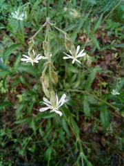 Silene nutans