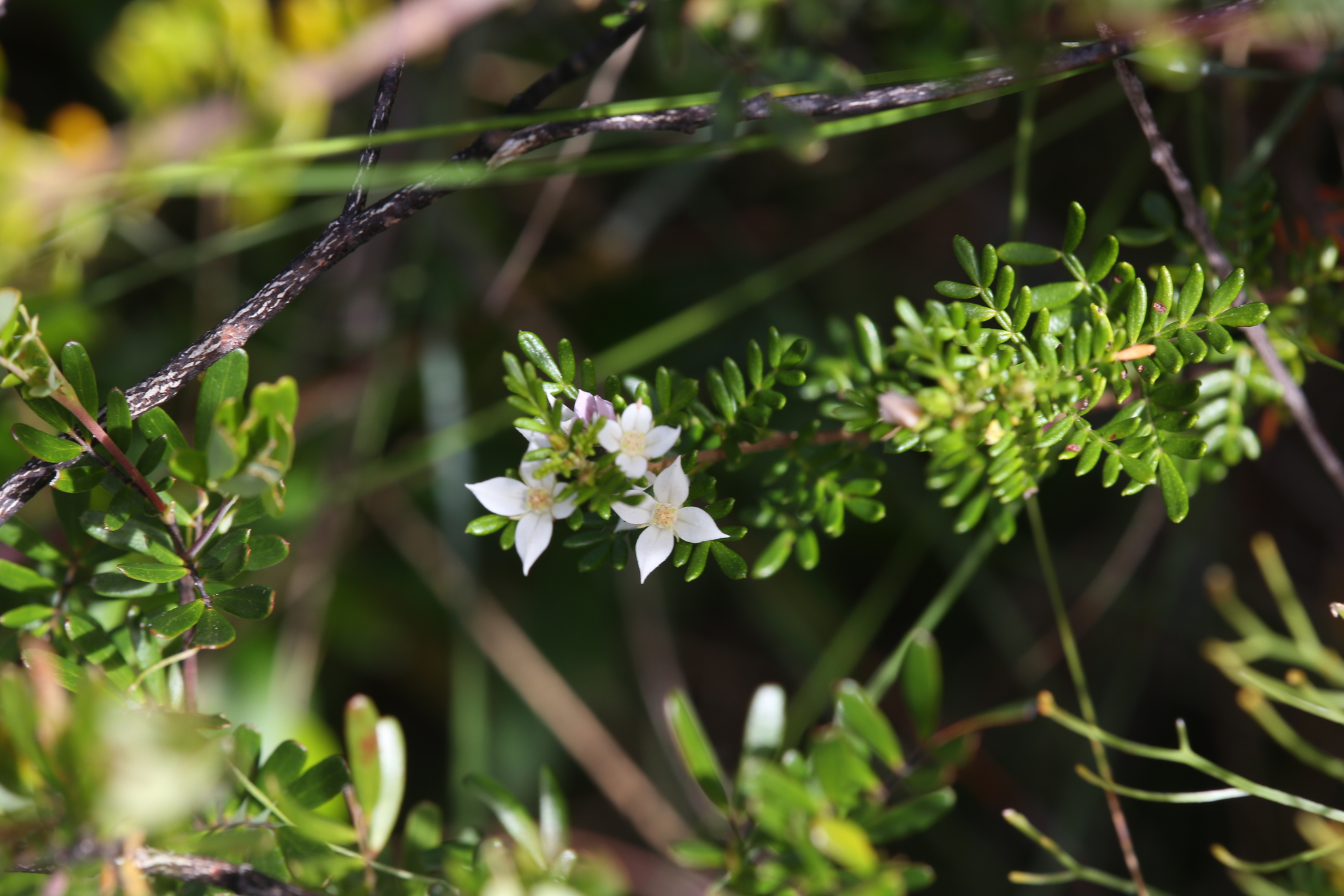 Boronia alulata