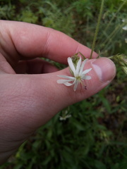 Silene nutans