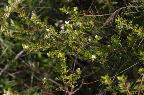 Image of Boronia Alulata (Boronia alulata) by (c) Hugo Innes, some rights reserved (CC BY)