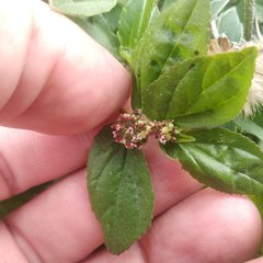 Euphorbia hirta