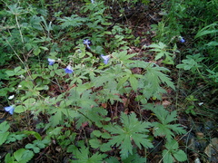 Geranium pseudosibiricum