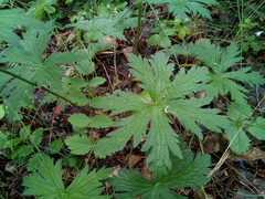 Geranium pseudosibiricum