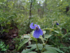 Geranium pseudosibiricum