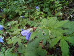 Geranium pseudosibiricum