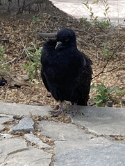 Columba livia domestica