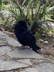Columba livia domestica