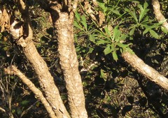 Cussonia