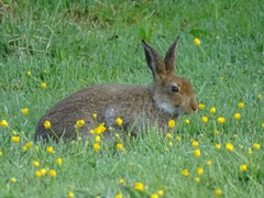 Lepus timidus hibernicus