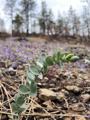 Streptanthus barbatus