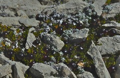Coprosma atropurpurea